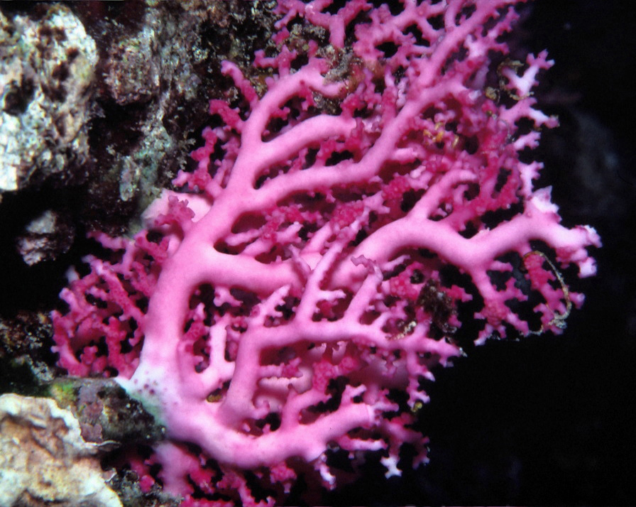 Stylaster sanguineus